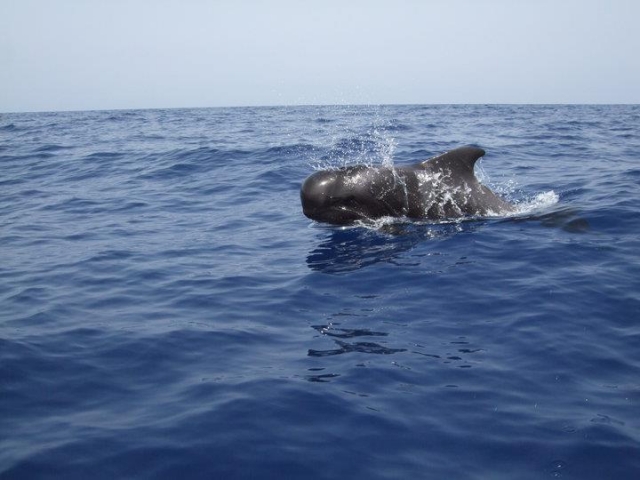 ballenas al sur de tenerife